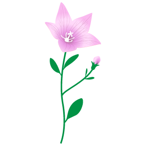 桔梗のイラスト4 花 植物イラスト Flode Illustration フロデイラスト