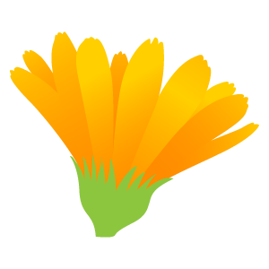 キンセンカの花イラスト6