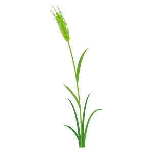 麦のイラスト1 花 植物イラスト Flode Illustration フロデイラスト