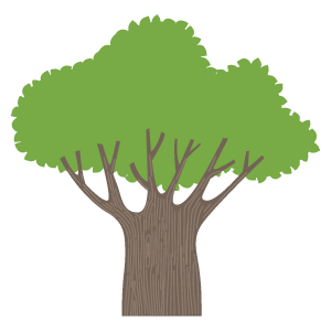 バオバブの木15